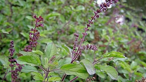 Tulsi Plant Benefits For Luck