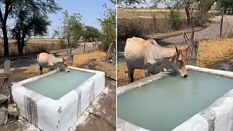 Young man helps thirsty animals in summer, viral video wins hearts online.