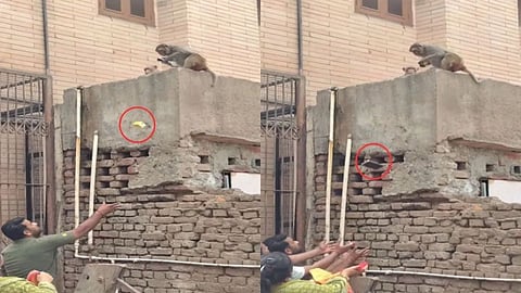 A monkey snatches a phone and returns it in exchange for food in a viral video.
