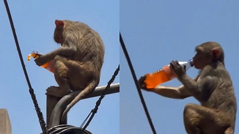 A monkey stealing and drinking cold drink in Vrindavan goes viral on social media.