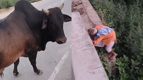 Old man gets stuck while escaping a bull, creating a real-life “between a rock and a hard place” viral moment.