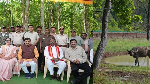 buffalo,asam, kajiranga, kanha tiger ,wild