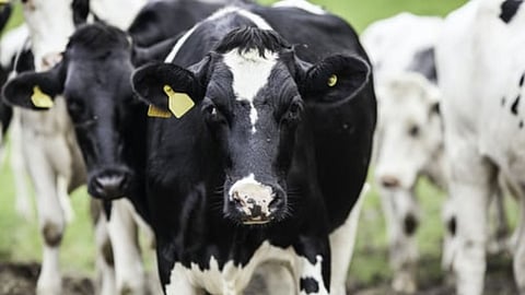 gondia animal ear tagging mandatory 2 61 lakh livestock tagged- bharat pashudhan system