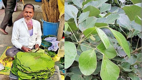 Akshaya Tritiya 2026: Special Traditions of Ancestral Worship and Palasha Leaf Offerings—Discover the Religious Significance.