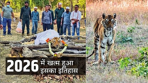 The Story of Pench's 'Limping' Tigress—A Testament to Courage and Spirit—She Reigned as Queen of the Jungle for 18 Years; Now, She Lives on as a Memory.