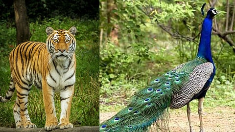 Navegaon-Nagzira Tiger Reserve (NNTR) expands to 1,850 sq km. 4 new entry gates to open from May 1. Discover 125 species and enjoy buffer zone night safaris.