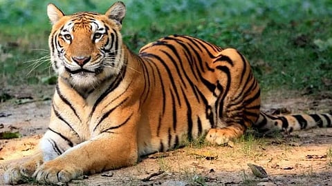 3 Years of Project Tiger: India now holds 75% of the global tiger population with 3,682 tigers. However, 187 deaths in Maharashtra raise conservation alarms.