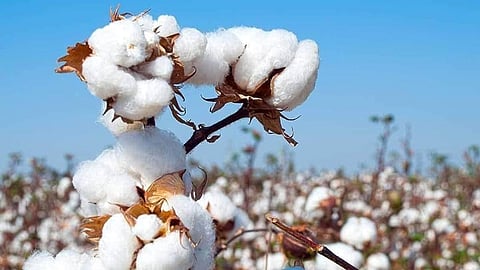 Questions Raised Over Illegal HTBT Seeds: Why No Action Against Companies in Wardha? Vijay Jawandhia Raises His Voice.