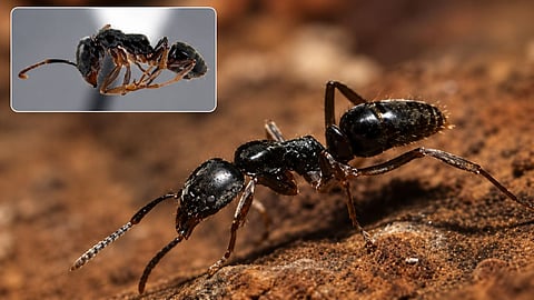 The Menace of the Asian Needle Ant in the US: A Single Sting Can Be Fatal Learn Just How Dangerous This Species Is