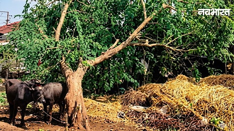 A severe storm and unseasonal rain damaged 60 houses in Bhandara. The disaster uprooted trees and power poles, causing blackouts and leading to the death of two cows.