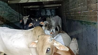 amravati cattle smuggling police raid