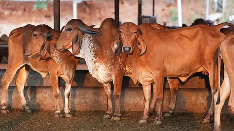 100 Cattles Sufferes Food Poisoning In Yavatmal