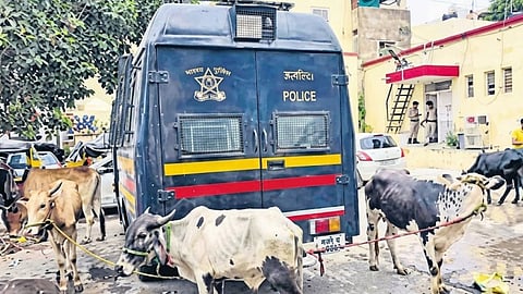 Sambhajinagar's Jinsi police rescued 131 cattle tied up in houses and godowns during a 6-hour search operation ahead of Eid. Cases registered against 8 people.