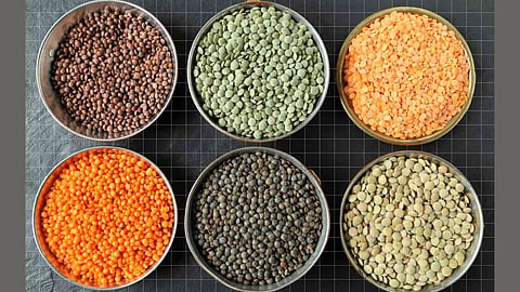 Which dal has more protein and which dal is healthy and nutritious