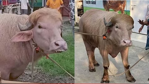 Viral Donald Trump Buffalo: ‘Donald Trump’ the Buffalo Spared from Sacrifice on Eid al-Adha; Government Intervention Saves Its Life.