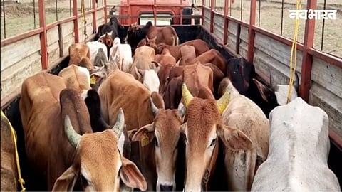 Tiroda police rescued 10 cattle and seized vehicles worth ₹12.86 lakh after a road accident exposed a smuggling attempt. A case has been registered against the absconding driver.