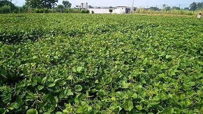 young farmer moong farming success story