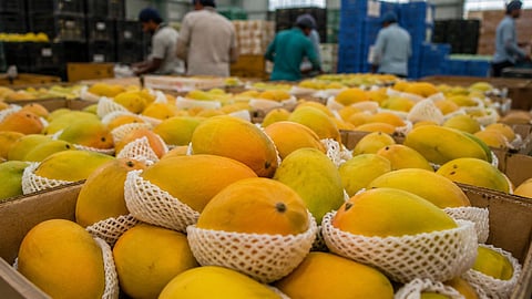 Indian Mangoes Barred from Japan; Exporters Face Biggest Blow in 20 Years as Alfonso and Kesar Supplies Come to a Halt.