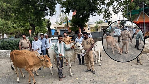 Kalamb Police Cattle Rescue