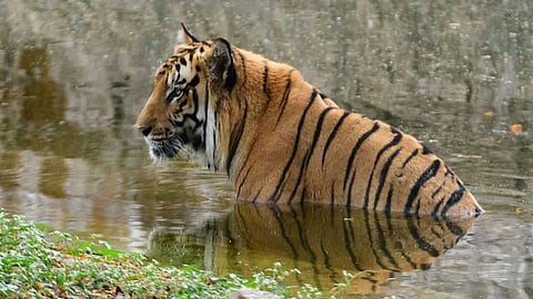 Kanha Tiger Reserve Tigress T 141 Death Reason Canine Distemper Virus Alert