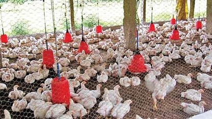 lakhandur heatwave country chicken death loss