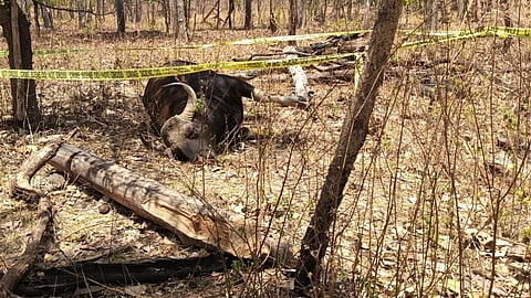 Melghat Tiger Project Wildlife Death