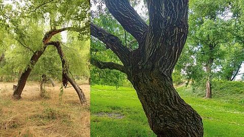 Tree trimming works ahead of monsoon remain stalled in Nagpur. Overgrown branches touching power lines on major roads pose a severe threat of accidents and property damage.