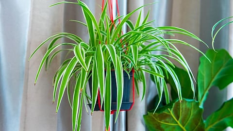 Best Plants In Nautapa