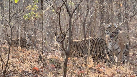 Navegaon Nagzira Tiger Reserve Safari