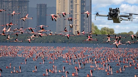 Navi Mumbai NRI Wetland Drone Ban