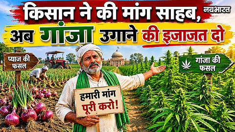 pune farmer seeks permission to grow ganja due to onion price losses nafed