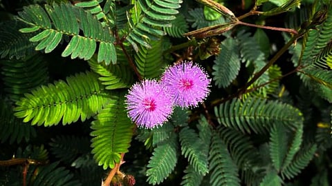 Shami Plant Importance In Vastu Shastra