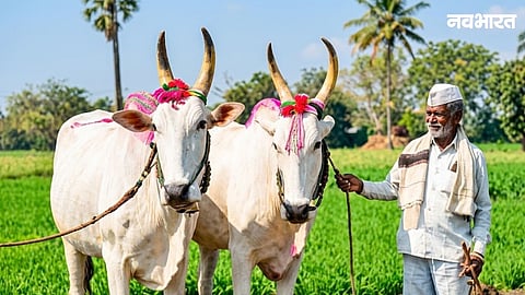 Sampat Bhalerao's bullock pair from Suregaon, Sinnar, has been selected for the prestigious Palkhi Rath Seva, fulfilling his family's three-generation-old dream.