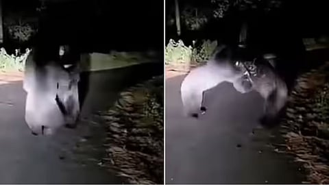 A rare video of two Himalayan bears fighting on a mountain road in Pithoragarh has gone viral.