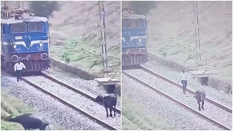 A loco pilot won hearts after stopping his train to save a buffalo standing on the tracks.