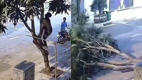A man climbed a mango tree to pluck fruits, but the whole tree collapsed, leaving social media users amused.