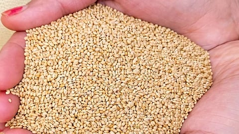 Crop prices soared in Wardha market with sesame hitting a record high of ₹11,000 per quintal. Traders benefit from the hike as most farmers already sold their stock.