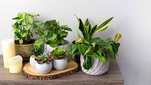 Worshipped plants not to keep at home as per vastu, bad luck plants