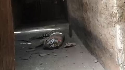 Bandhavgarh Tiger Death