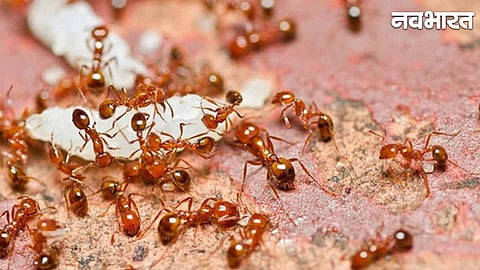 Canada Hospital Ants: Surgery Cancelled After Ants Invade Operation Theatre In Manitoba