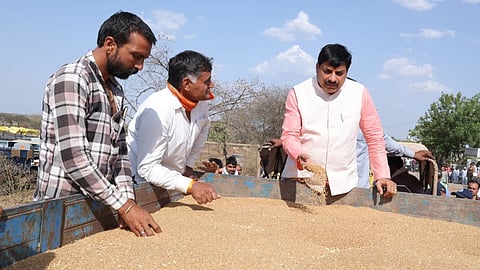 mp wheat rocurement record cm mohan yadav