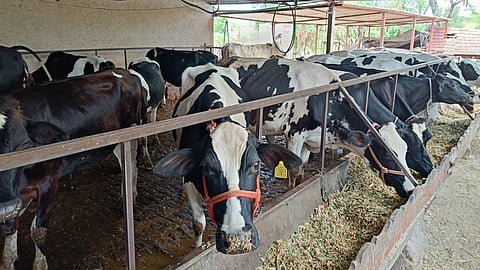 Nashik Reeling Under Heatwave: Scorching Conditions at 43°C; Farmers Save Cows and Boost Milk Production Using ‘Fogger Technology’