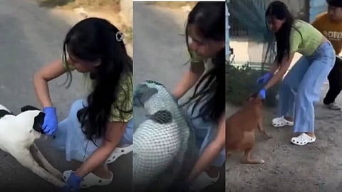 A funny video of a street dog named ‘Dogesh Bhai’ being trapped in a net after being lured has gone viral on social media.
