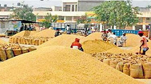 MP Wheat Procurement 202, Madhya Pradesh Wheat Purchase Record, MP Farmer Benefit Wheat. Wheat procurement comparison Punjab vs Haryana vs MP, MSP wheat purchase Madhya Pradesh, Dr. Mohan Yadav wheat procurement update. How many farmers sold wheat in MP 2024