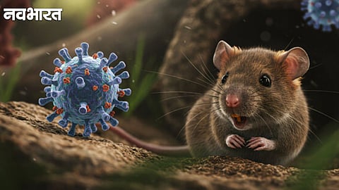 Hantavirus Guide Symptoms Causes and Prevention Tips for Hantavirus Infection