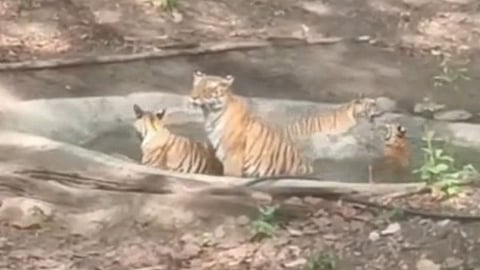 Kanha Tiger Reserve News