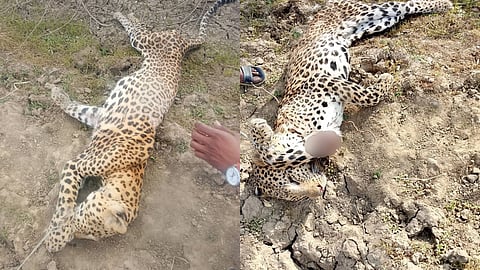 Shivpuri Leopard Death Case