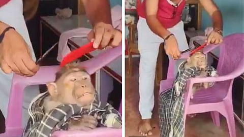A funny video of a monkey calmly getting a haircut in a salon has gone viral on social media.