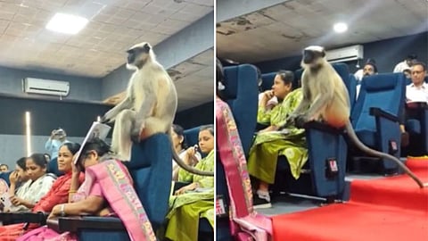A monkey casually joining a census training workshop has left social media users amused.