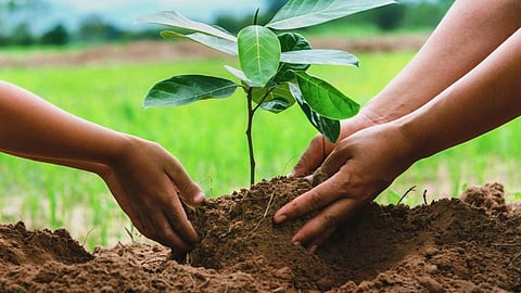 A Beacon of Environmental Conservation: Nagpur's 'London Street' Project Emerges as a Model of Greenery, Marking the Successful Planting of 6,000 Saplings.